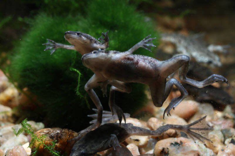 Hymenochirus boettgeri also known as African dwarf frogs swimming in aquarium with moss