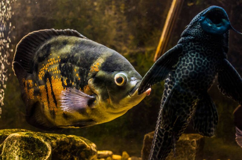 Oscar fish swimming together with a plecostomus grazing on algae on aquarium grass