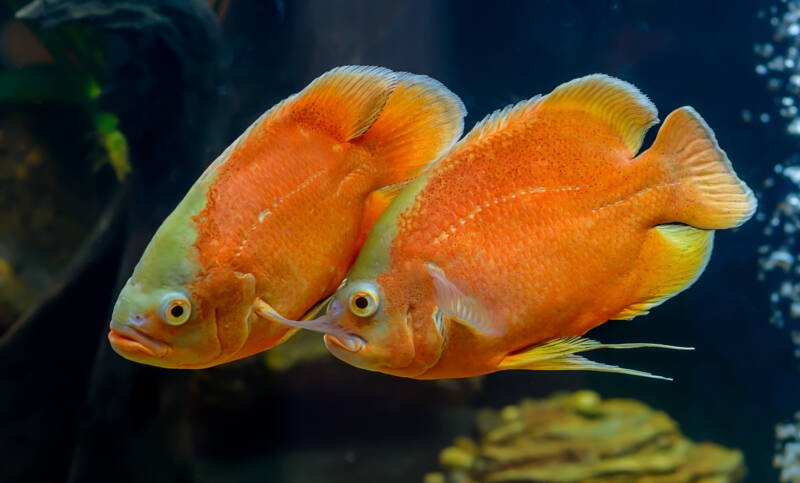 Pair of Astronotus ocellatus also known as oscar fish swimming together in a freshwater aquarium