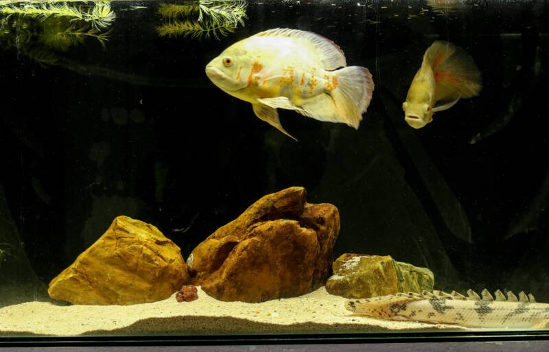 Community tank of Astronotus Ocellatus, the Albino Tiger Oscar fish and the Polypterus endlicheri, a species of freshwater fish in the bichir family (Polypteridae) of order Polypteriformes