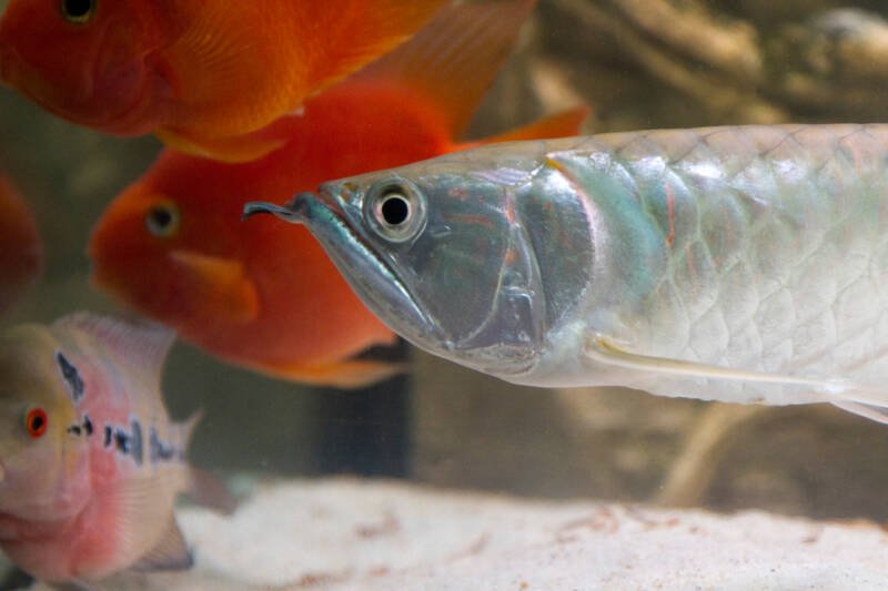Osteoglossum bicirrhosum also known as silver arowana swimming with red parrots and other cichlids in a community aquarium