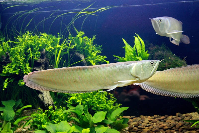 A school of osteoglossum bicirrhosum also known as silver arowana swimming in a large planted aquarium together