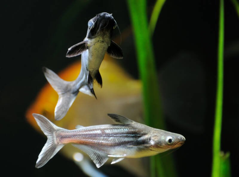 A pair of Pangasianodon hypophthalmus also known as iridescent sharks swimming in a planted community aquarium
