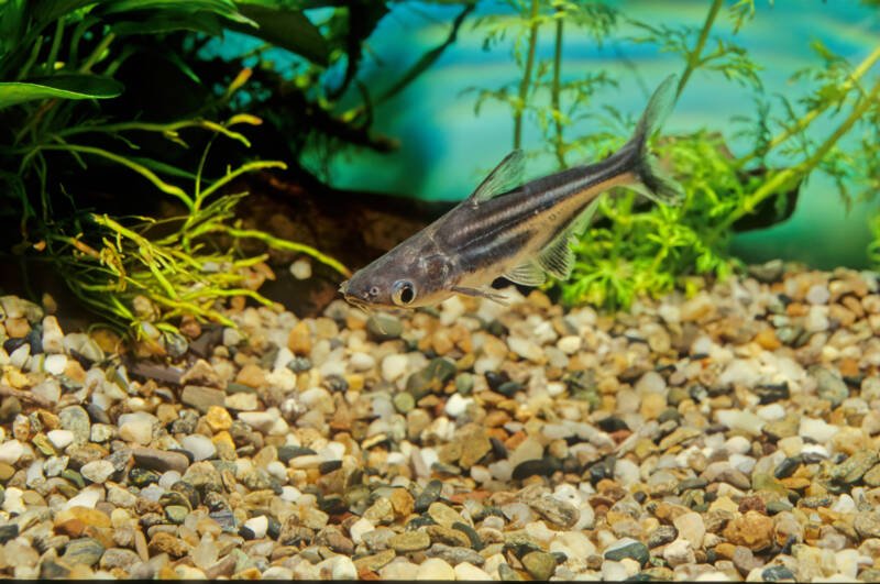 A juvenile of Pangasianodon hypophthalmus also known as iridescent shark swimming in a planted aquarium close to the gravel bottom