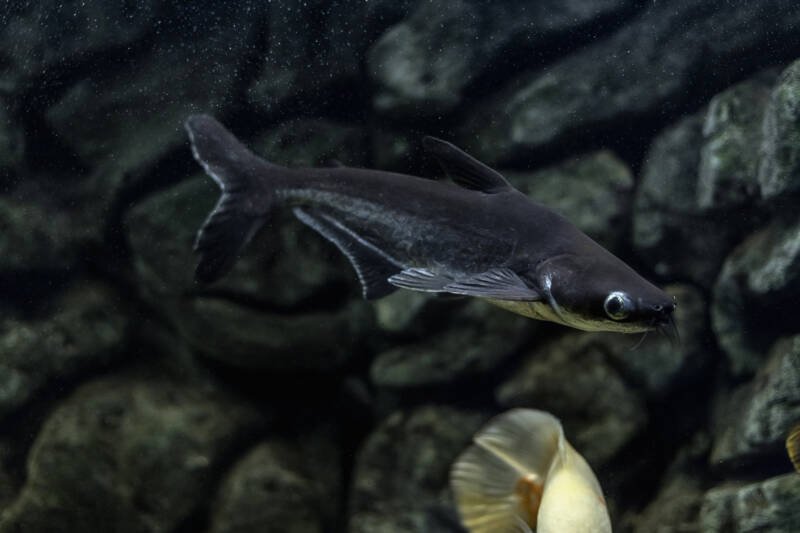 Pangasianodon hypophthalmus commonly known as iridescent shark or striped catfish swimming in a community aquarium with rocks