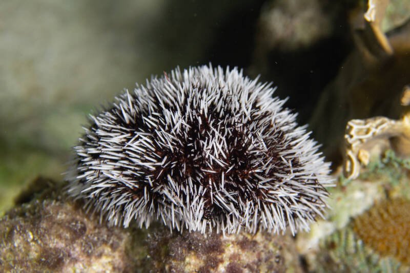 Lytechinus variegatus also known as pincushion urchin on a coral reef