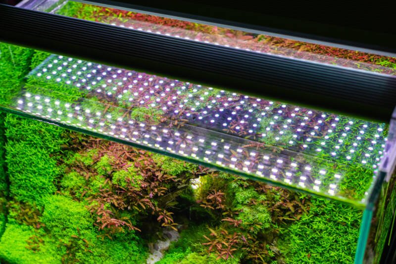 Close up image of underwater landscape nature forest style aquarium tank with LED light and a variety of aquatic plants inside