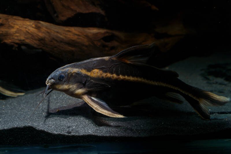 Platydoras armatulus also known as striped Raphael catfish bottom dwelling in a freshwater aquarium with dark substrate and driftwood