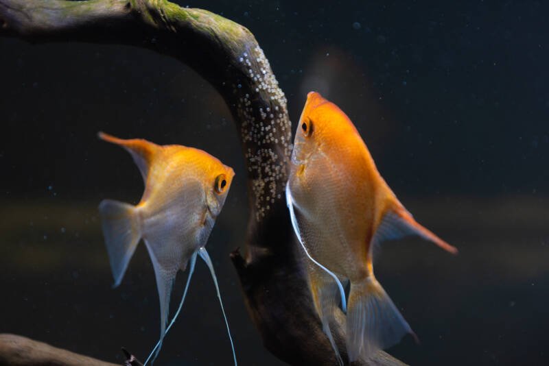 Par de Gold Pterophyllum Scalare en aqarium, el pez ángel amarillo pone sus huevos