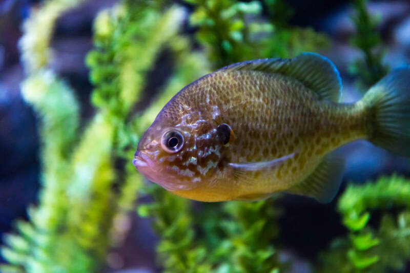 Lepomis gibbosus also known as pumpkinseed sunfish swimming in a planted freshwater aquarium