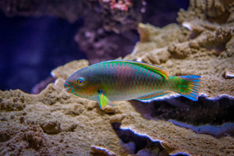 Scarus quoyi commonly known as quoyi parrotfish swimming in a reef tank with live rocks