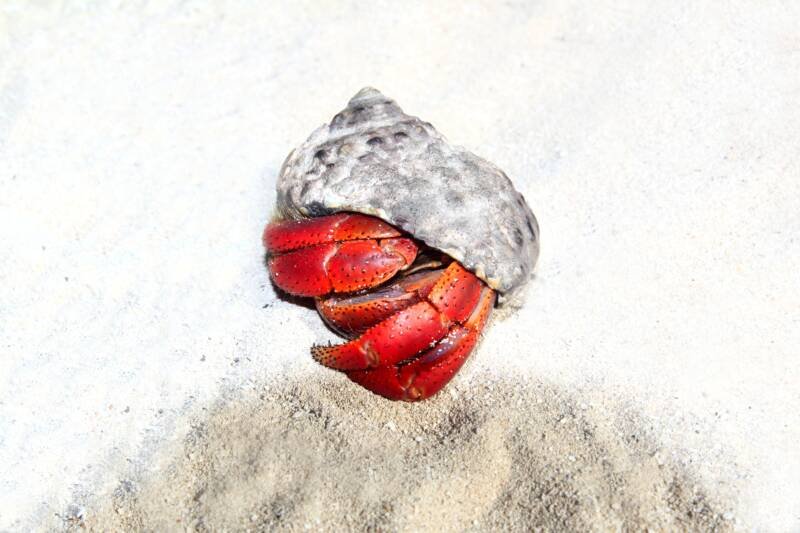 Clibanarius digueti also known as red-legged hermit crab on a white sand