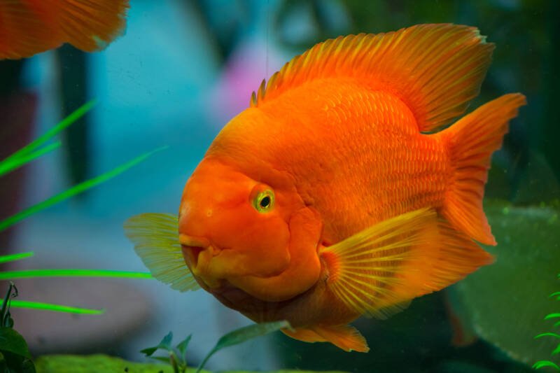 Beautiful red parrot cichlid in an aquarium