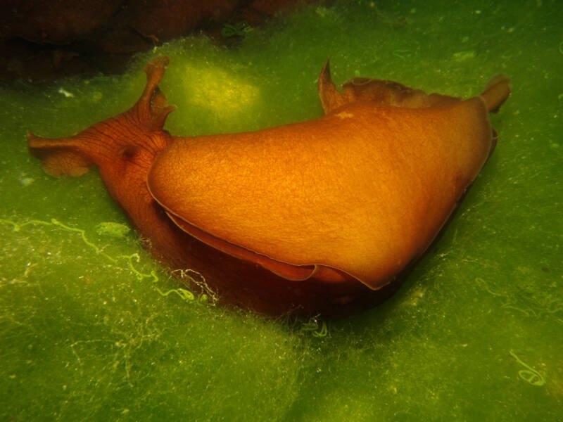 Dolabella auricularia also known as sea hare on algae
