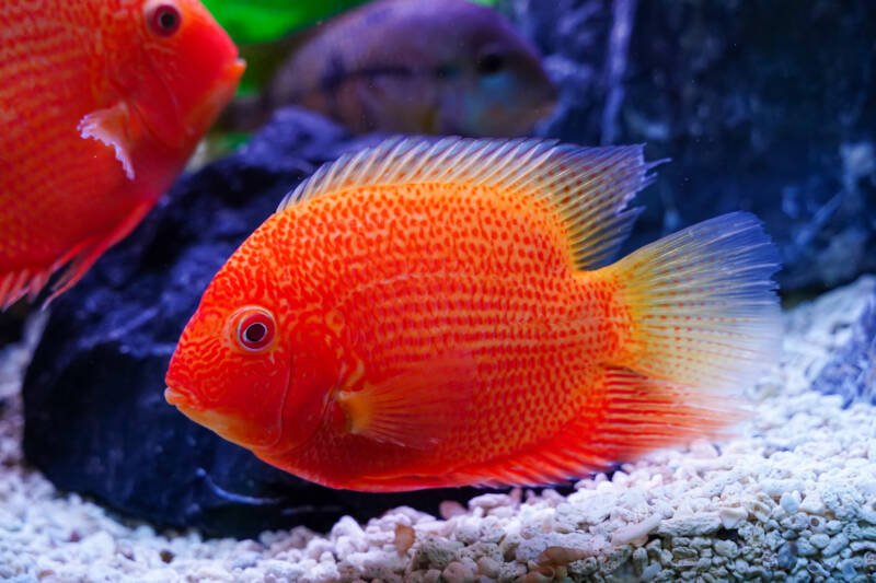 Beautiful red spotted severum (Heros Efasciatus) swimming in aquarium