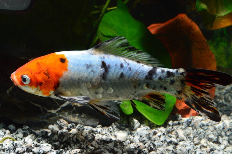 Large size Shubunkin London goldfish swimming in a cold planted freshwater aquarium