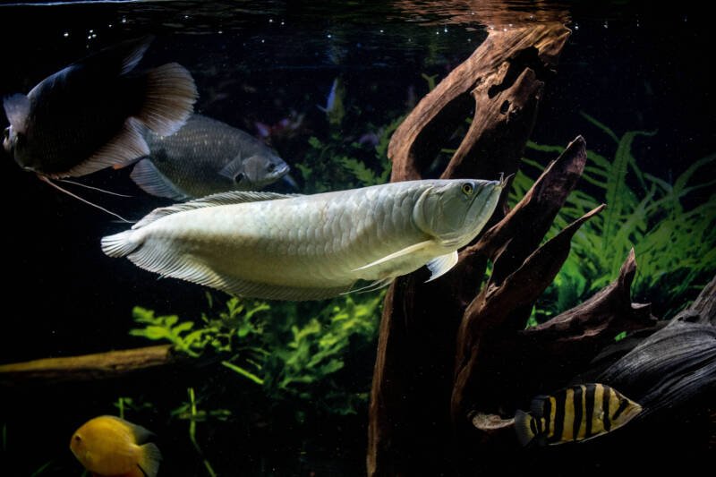 Osteoglossum bicirrhosum also known as silver arowana swimmming in a community decorated aquarium with other large fish