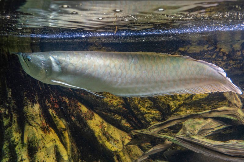 Osteoglossum bicirrhosum known as silver arowana swimming in a large aquarium decorated with driftwood