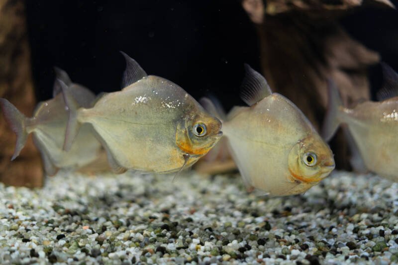 Group of Metynnis argenteus also known as silver dollars swimming in a freshwater aquarium close to gravel bottom