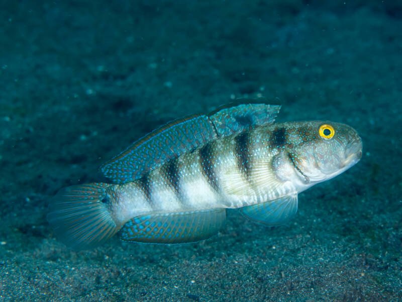 Amblygobius sphynx commonly known as sphynx goby swimming close to the bottom in the sea