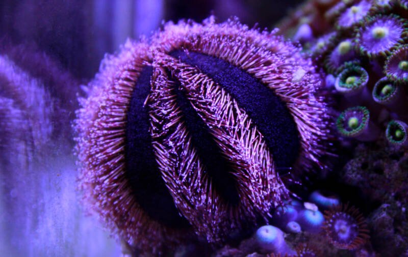 Mespilia globulus commonly known as tuxedo urchin attached in a reef tank