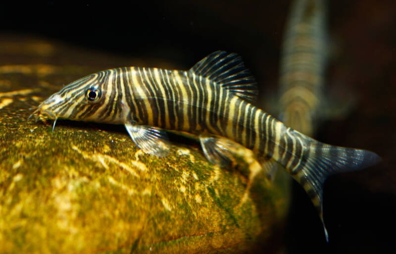 Botia striata also known as zebra loach staying on a stone in a freshwater aquarium
