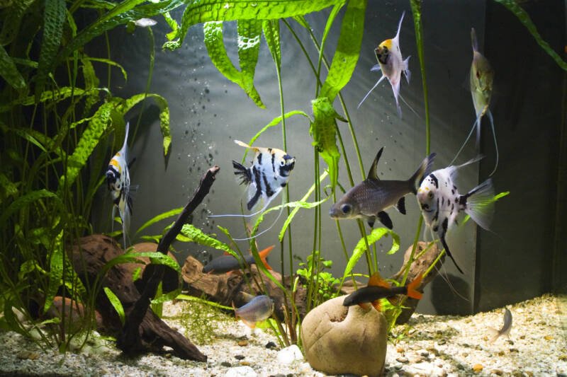 Tropical planted freshwater aquarium with angelfish, bala sharks, rainbow sharks and other fish