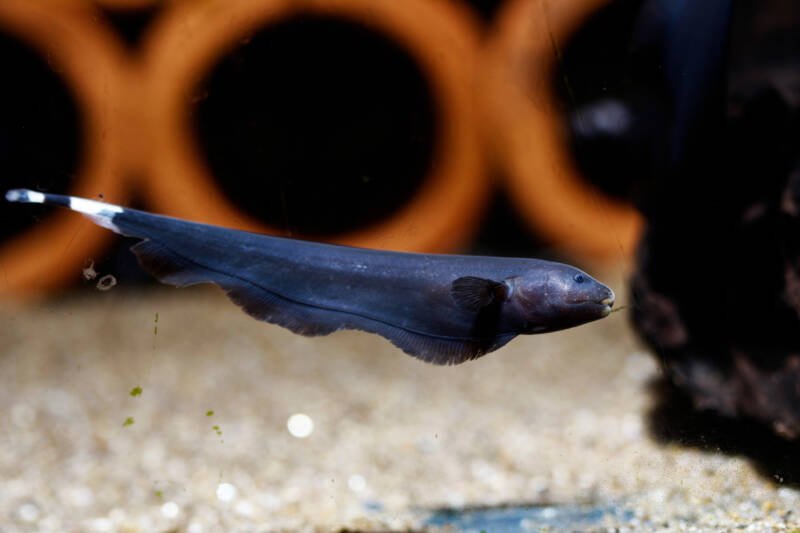 Apteronotus albifrons also known as black ghost knifefish swimming in a decorated aquarium