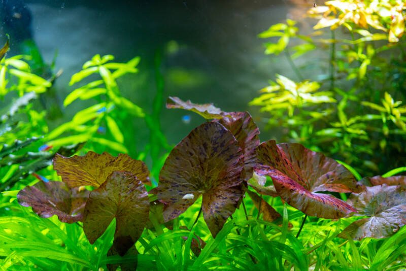 Aquatic plants in the freshwater aquarium