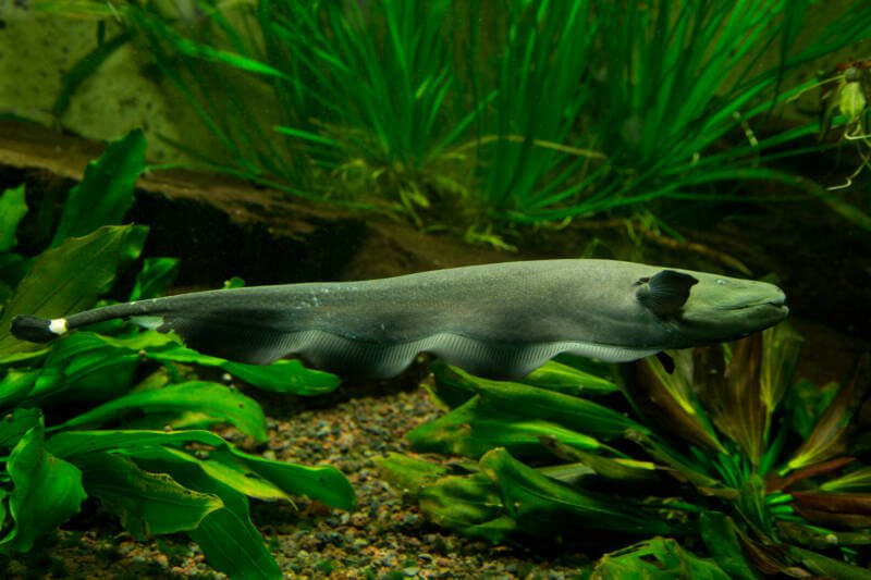 Apteronotus albifrons also known as black ghost knifefish swimming in a planted aquarium with driftwood
