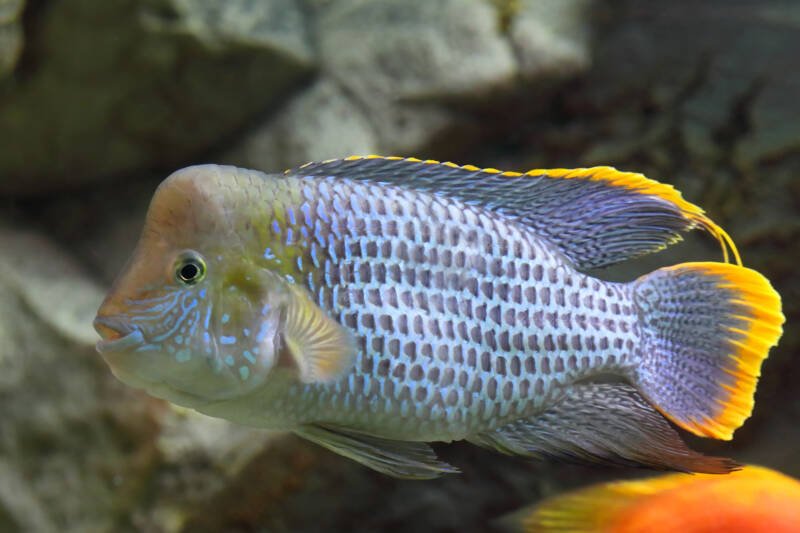 Andinoacara pulcher commonly known as blue acara swimming against the rocks in a freshwater aquarium
