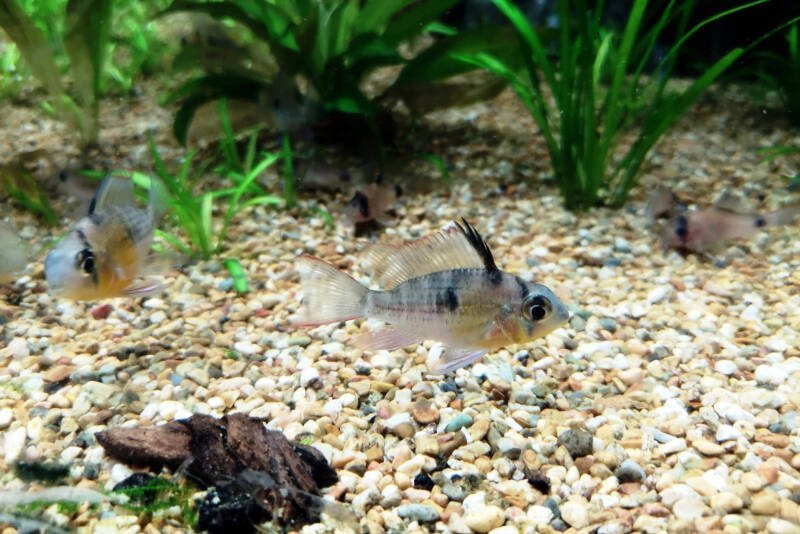 Mikrogeophagus altispinosus also known as Bolivian rams swimming in a freshwater planted aquarium with gravel