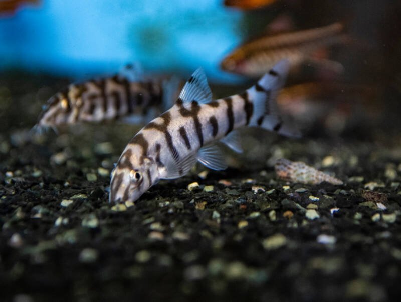 Botia almorhae also known as yoyo loach or Pakistani loach dwelling the bottom in search of food in freshwater aquarium