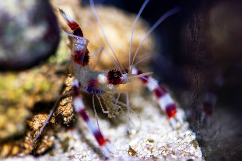 Stenopus hispidus commonly known as coral banded shrimp on a live rock in a reef tank