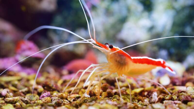 Lysmata amboinensis also known as scarlet skunk cleaner shrimp on the bottom of a reef tank