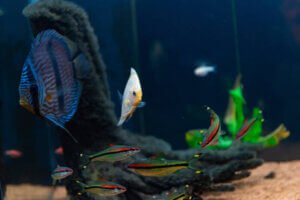 Discus fish swimming in a community aquarium with roseline sharks, angelfish and other fish