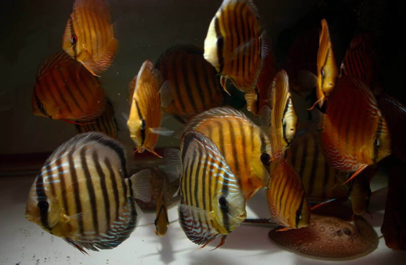 Large school of wild caught discus sharing the space with freshwater stingray in a community aquarium