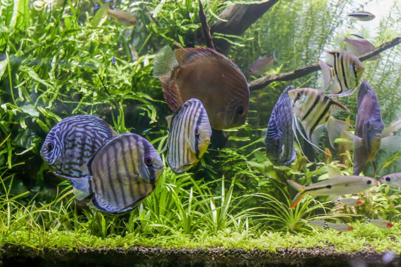 School of discus in a planted community aquarium swimming together with angelfish and tetras
