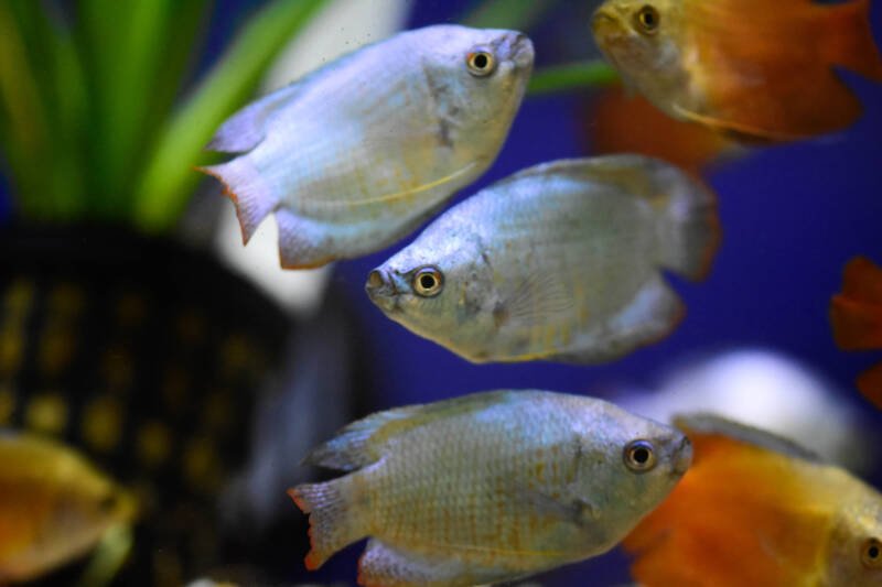 A shoal of Trichogaster lalius also known as dwarf gouramis swimming in aquarium with aquatic plants