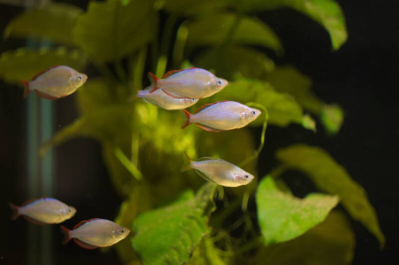 School of Melanotaenia praecox also known as dwarf neon rainbow fish swimming together in a planted freshwater aquarium