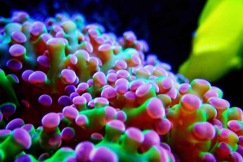 Euphyllia divisa also known as frogspawn LPS coral under Led light in a reef tank