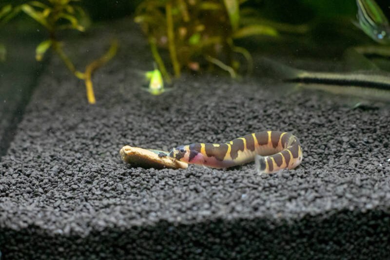 Pangio kuhlii also known as kuhli loach eating an algae waffer on the bottom of freshwater aquarium