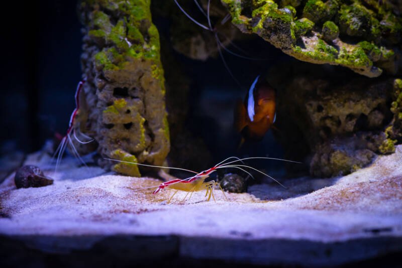 Colony of Lysmata amboinensis also known as scarlet skunk cleaner shrimp are about to clean a clownfish in a saltwater aquarium