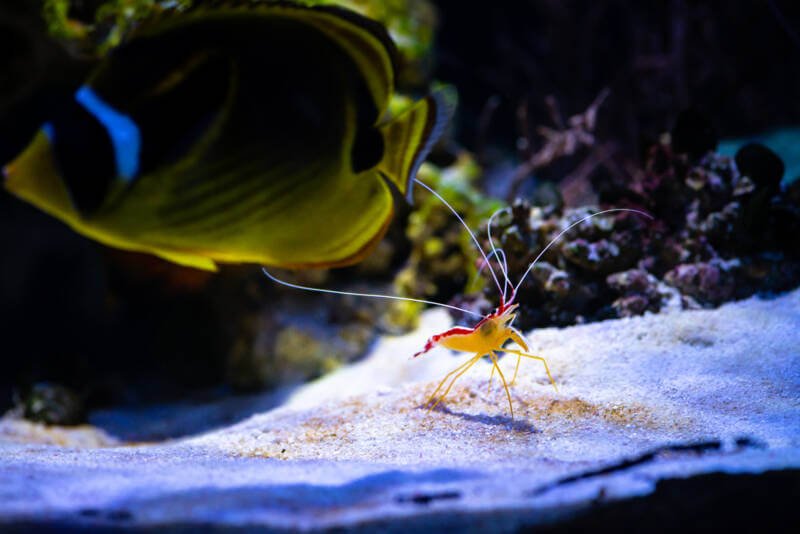 Lysmata amboinensis also known as scarlet skunk cleaner shrimp is ready to clean a fish swimming nearby in saltwater aquarium