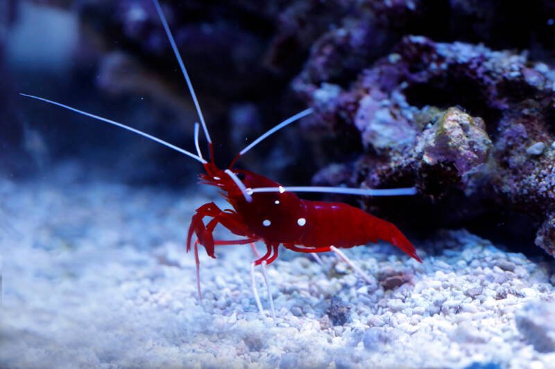 Lysmata debelius also known as fire shrimp moving on a white substrate in a reef tank