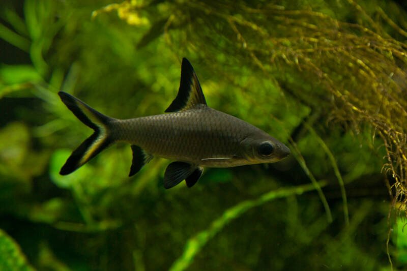 Balantiocheilos melanopterus also known as bala shark swimming in a densely planted freshwater aquarium with floating plants