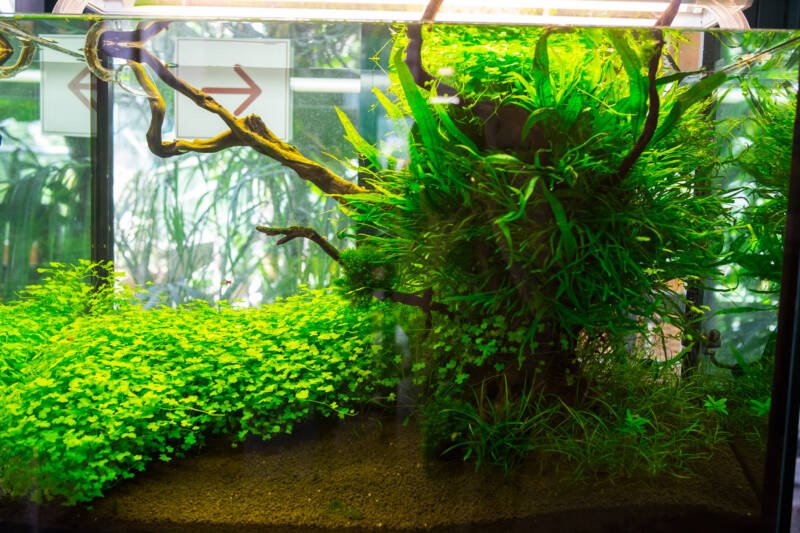 Planted walstad method freshwater aquarium