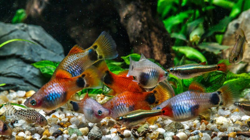 A big school of platies and other fish picking up some food on the bottom of a planted aquarium