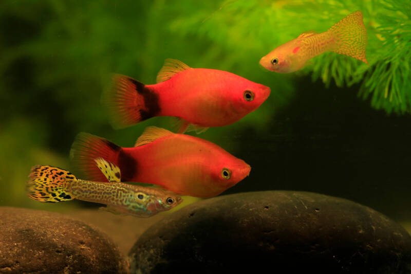 Platies swimming together with guppies in a planted freshwater aquarium