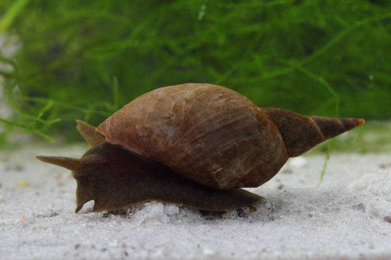 Lymnaea stagnalis also known as pond snail crawling on a white substrate in a planted aquarium